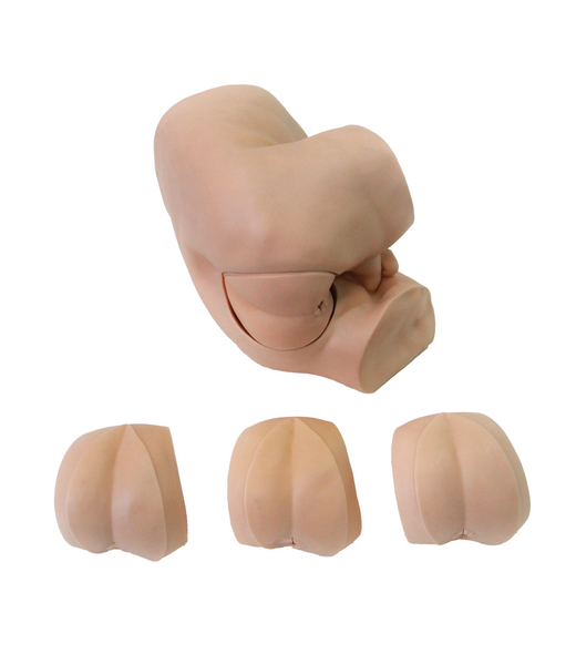 Anatomy Lab Advanced Rectal Touch Examination Model Anatomy Lab Advanced Rectal Touch Examination Model