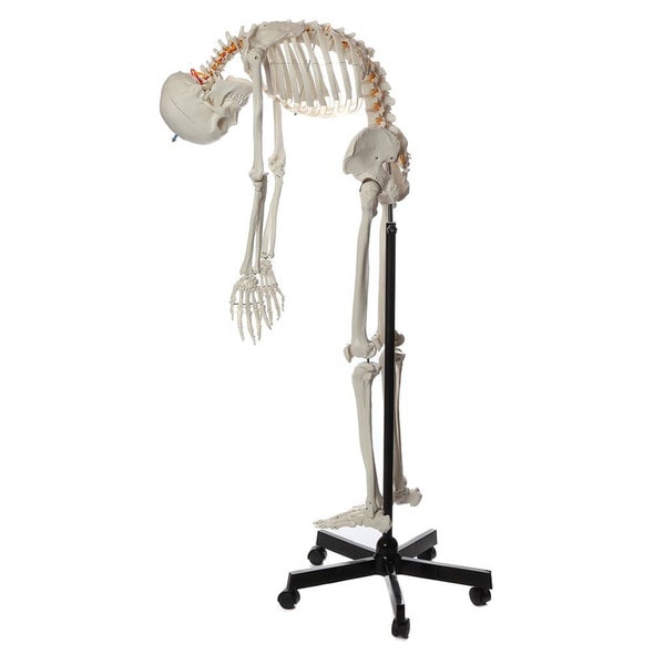 Axis Scientific Flexible Life-Size Human Skeleton Anatomy Model with Study Booklet and Numbering Guide Left View with bending motion Axis Scientific Flexible Life-Size Human Skeleton Anatomy Model with Study Booklet and Numbering Guide Left View with bending motion