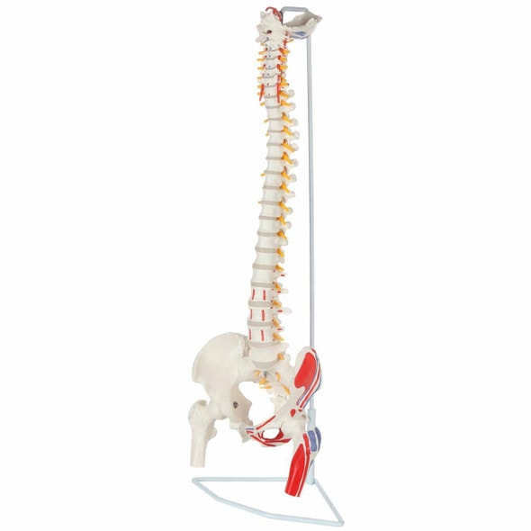 Axis Scientific Painted Flexible Vertebral Column with Femur Heads Axis Scientific Painted Flexible Vertebral Column with Femur Heads