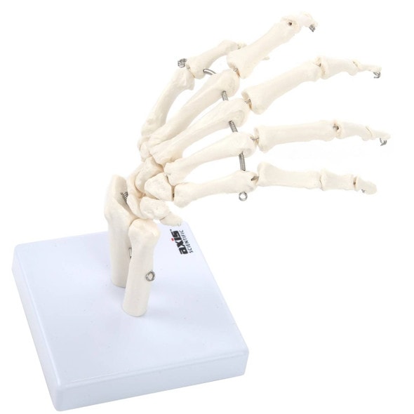 Axis Scientific Hand Skeleton Including Ulna and Radius Axis Scientific Hand Skeleton Including Ulna and Radius