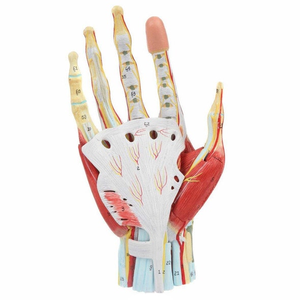 Axis Scientific 7 Part Hand with Muscles, Ligaments, Nerves and Arteries Axis Scientific 7 Part Hand with Muscles, Ligaments, Nerves and Arteries