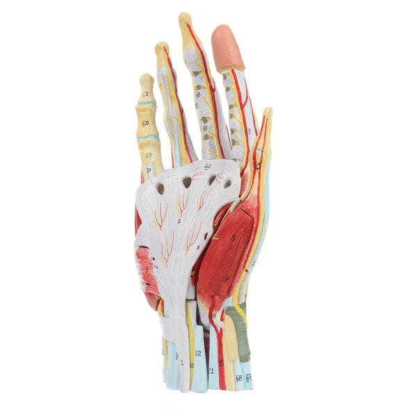 Axis Scientific 7 Part Hand with Muscles, Ligaments, Nerves and Arteries Axis Scientific 7 Part Hand with Muscles, Ligaments, Nerves and Arteries