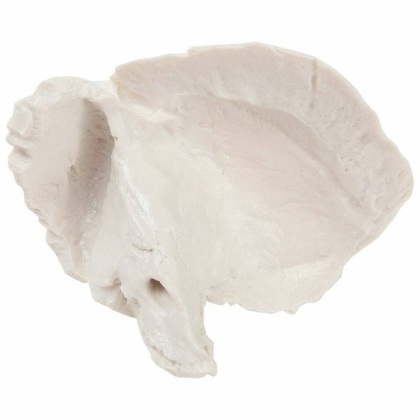 Axis Scientific Temporal Bone