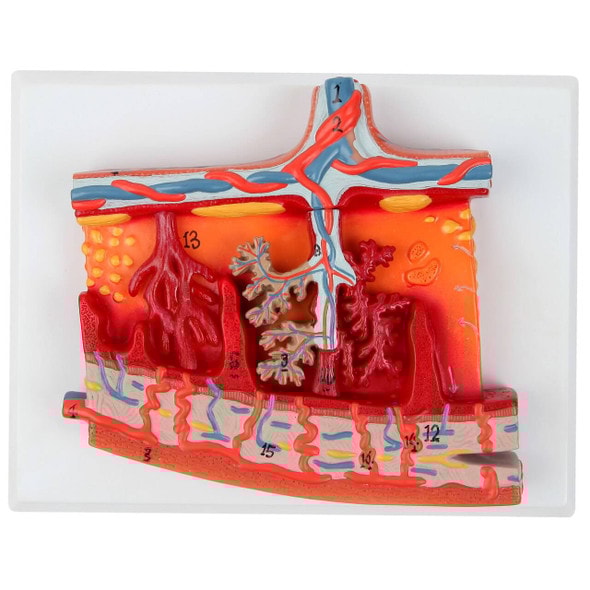 Axis Scientific Placenta Model with Removable Umbilical Cord