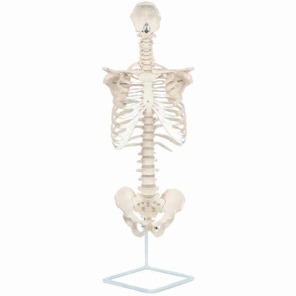 上品なブランド Scientific Axis Cervical Nerves Spinal with Column Vertebral 健康・医学