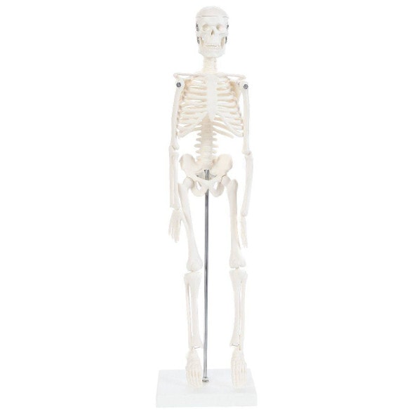 Anatomy Lab Essential Micro Desktop Skeleton Anatomy Lab Essential Micro Desktop Skeleton