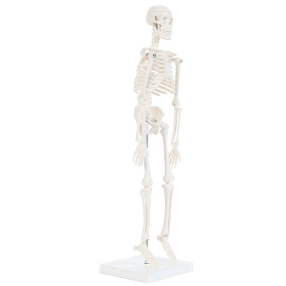 Anatomy Lab Essential Micro Desktop Skeleton Anatomy Lab Essential Micro Desktop Skeleton