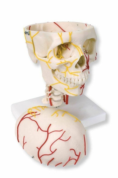 Neurovascular Skull Anatomy Model Neurovascular Skull Anatomy Model