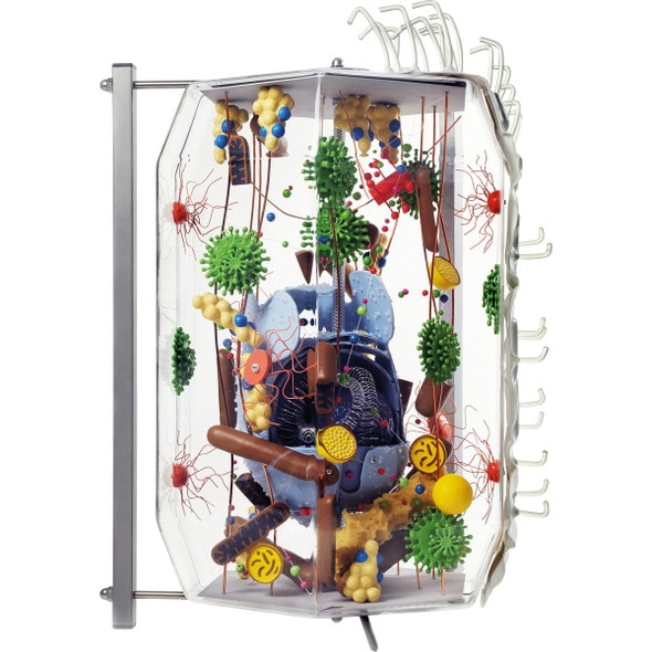 Human Cell Anatomy Model