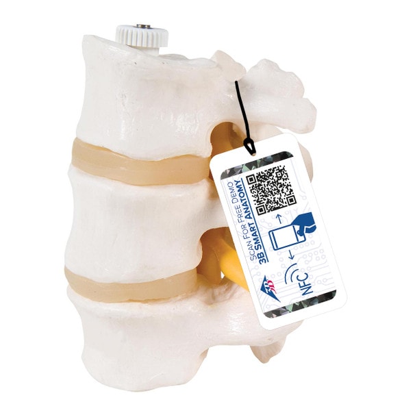 Lumbar Vertebrae Anatomy Model