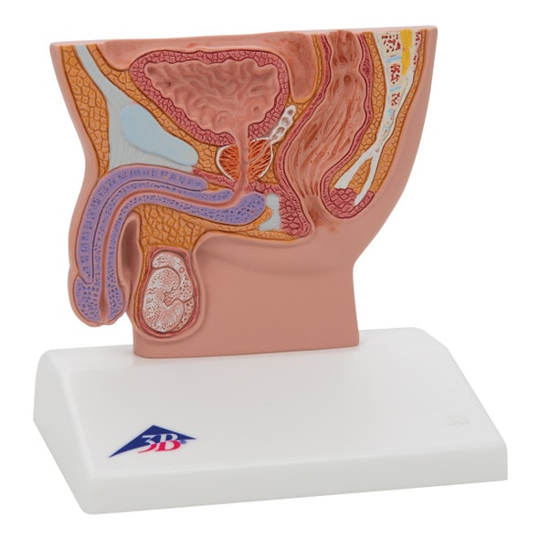 Male Pelvis Section Anatomy Model