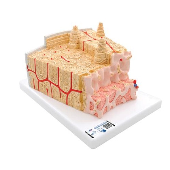 Microanatomy Bone Structure Anatomy Model Microanatomy Bone Structure Anatomy Model