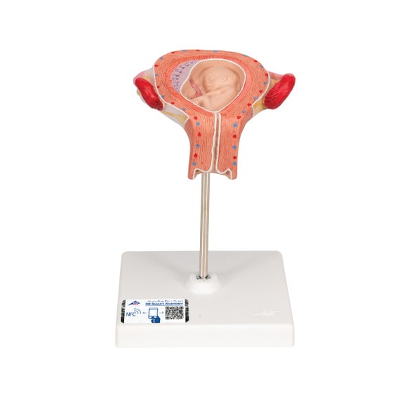 3rd Month Human Embryo Model