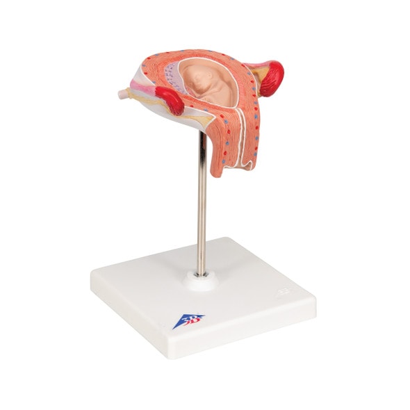 3rd Month Human Embryo Model