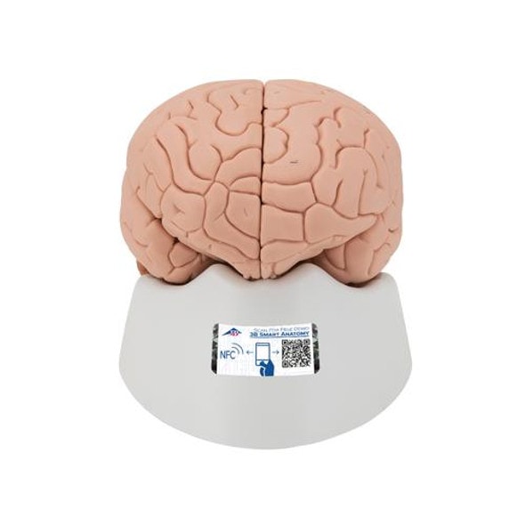 Classic Brain Anatomy Model 4 Parts Classic Brain Anatomy Model 4 Parts
