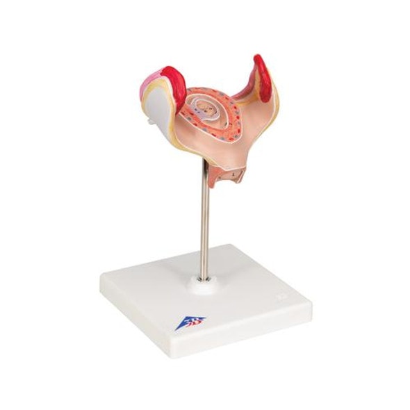 1st Month Human Embryo Model - Right Side View 1st Month Human Embryo Model - Right Side View