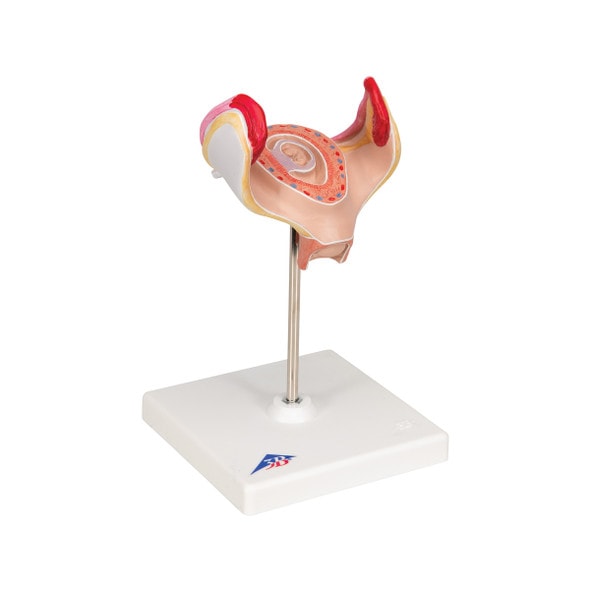 1st Month Human Embryo Model - Right Side View