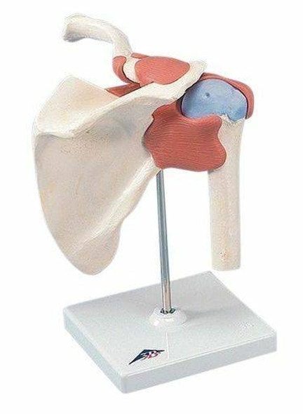 Deluxe Functional Shoulder Joint Anatomy Model Deluxe Functional Shoulder Joint Anatomy Model