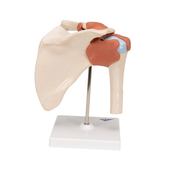 Deluxe Functional Shoulder Joint Anatomy Model Deluxe Functional Shoulder Joint Anatomy Model