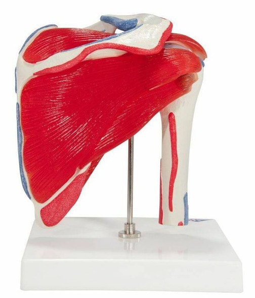Shoulder Joint Anatomy Model With Rotator Cuff Shoulder Joint Anatomy Model With Rotator Cuff