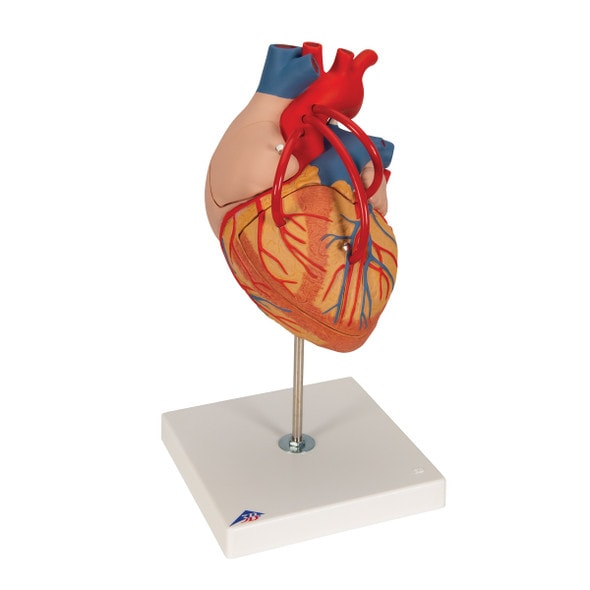 Human Heart Anatomy Model With Bypass