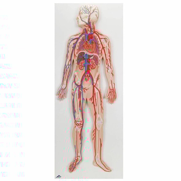 Half Life-Size Human Circulatory System Anatomy Model Half Life-Size Human Circulatory System Anatomy Model