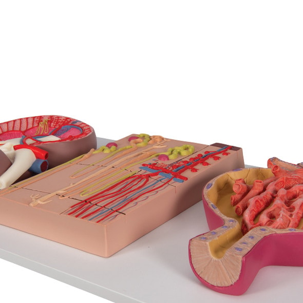Kidney Section Model Including Nephrons, Blood Vessels and Renal Corpuscle