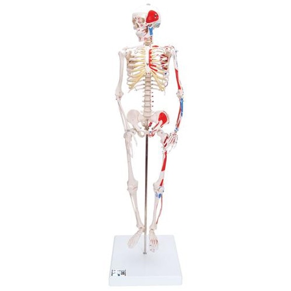 Painted Mini Human Skeleton Anatomy Model Painted Mini Human Skeleton Anatomy Model
