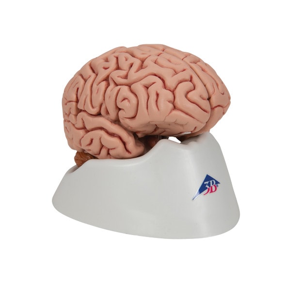 Human Brain Anatomy Model