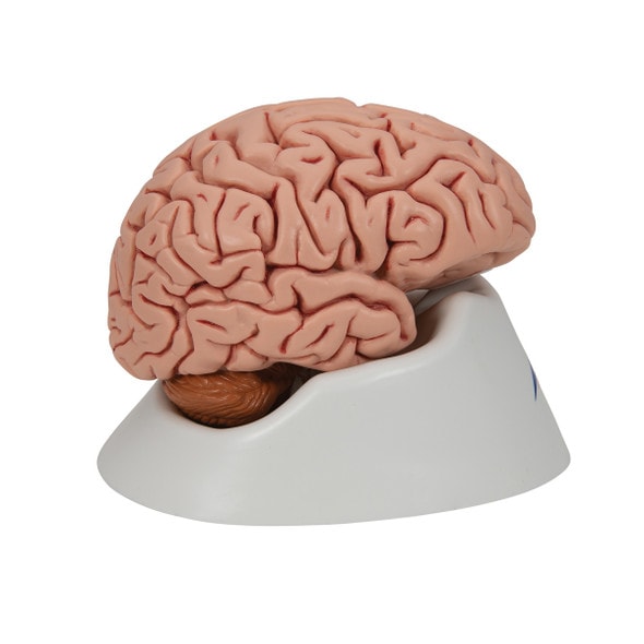 Human Brain Anatomy Model