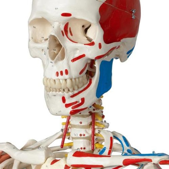 Sam The Super Skeleton Anatomy Model with Hanging Stand Sam The Super Skeleton Anatomy Model with Hanging Stand