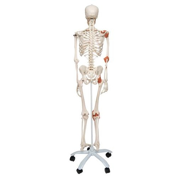 Leo The Ligament Human Skeleton Anatomy Model Leo The Ligament Human Skeleton Anatomy Model