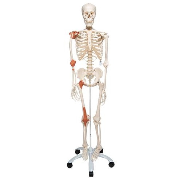 Leo The Ligament Human Skeleton Anatomy Model Leo The Ligament Human Skeleton Anatomy Model