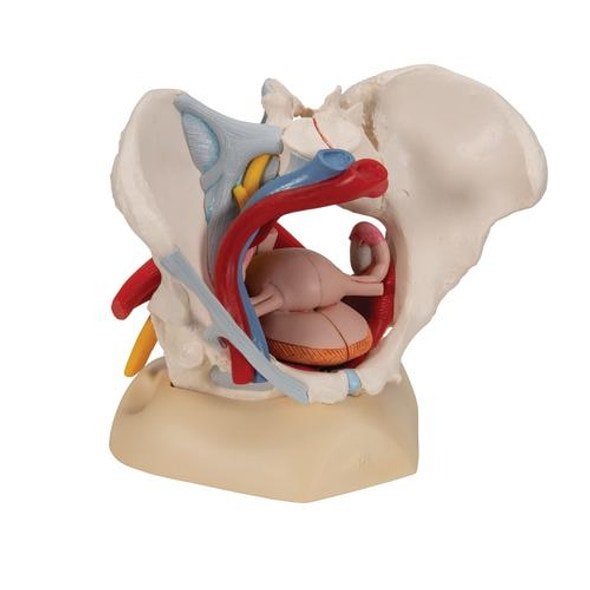 Life-Size Female Pelvis Anatomy Model With Ligaments Vessels Nerves and Pelvic Floor Life-Size Female Pelvis Anatomy Model With Ligaments Vessels Nerves and Pelvic Floor