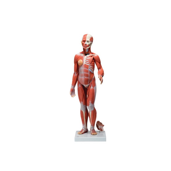 Human Female Muscular Figure Anatomy Model