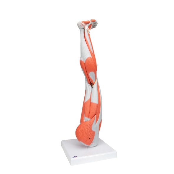 Muscle Leg Model, 3/4 Life-Size, 9-Part Anatomy Model Muscle Leg Model, 3/4 Life-Size, 9-Part Anatomy Model
