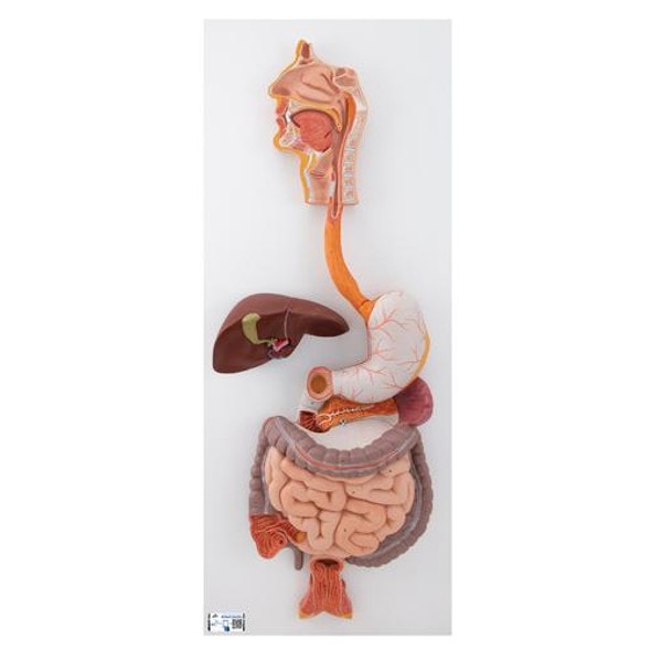 Life-Size Human Digestive System Anatomy Model 3 Parts Life-Size Human Digestive System Anatomy Model 3 Parts