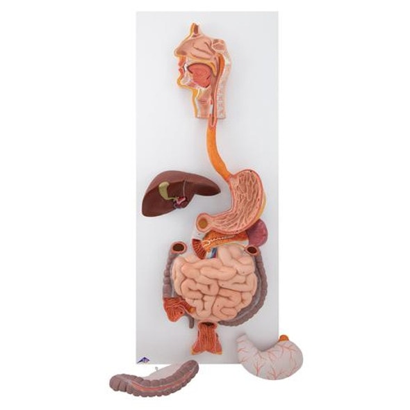 Life-Size Human Digestive System Anatomy Model 3 Parts Life-Size Human Digestive System Anatomy Model 3 Parts