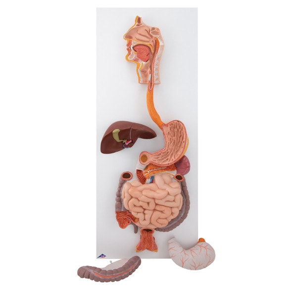 Life-Size Human Digestive System Anatomy Model 3 Parts
