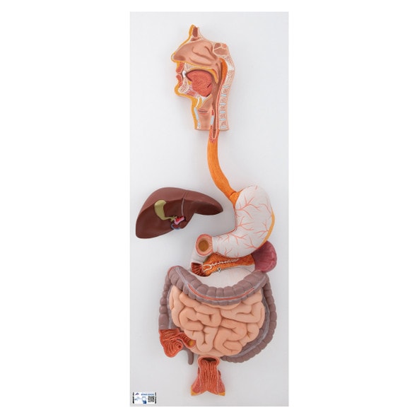 Life-Size Human Digestive System Anatomy Model 3 Parts