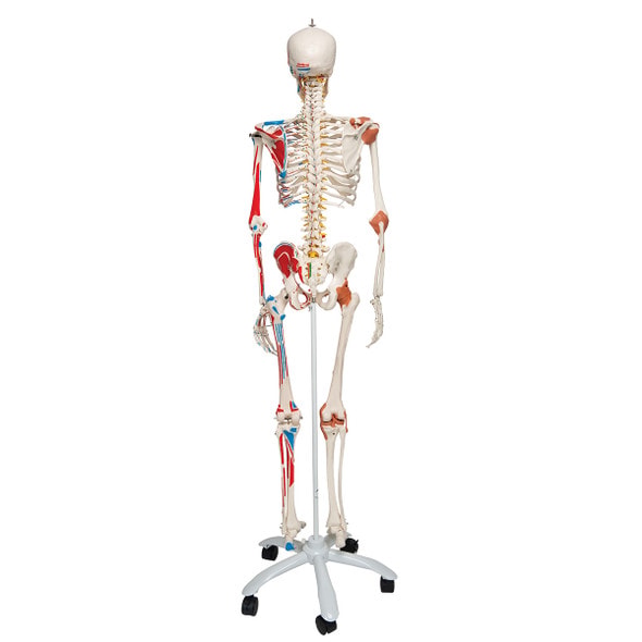 Sam The Super Skeleton Anatomy Model