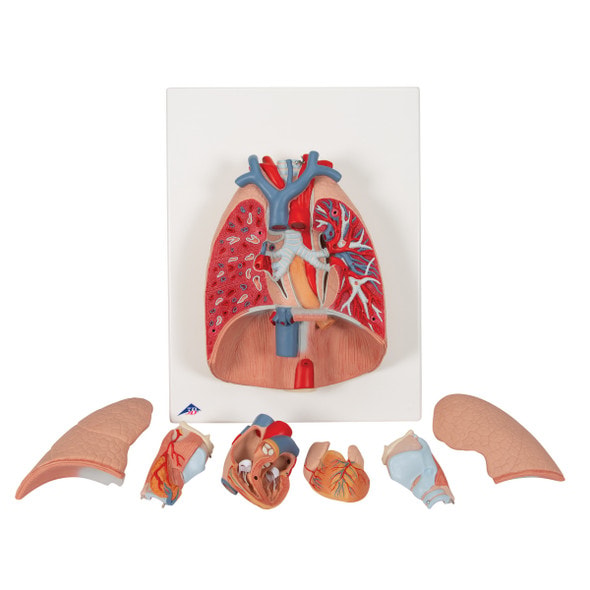 Lung Anatomy Model With Larynx 7 Parts