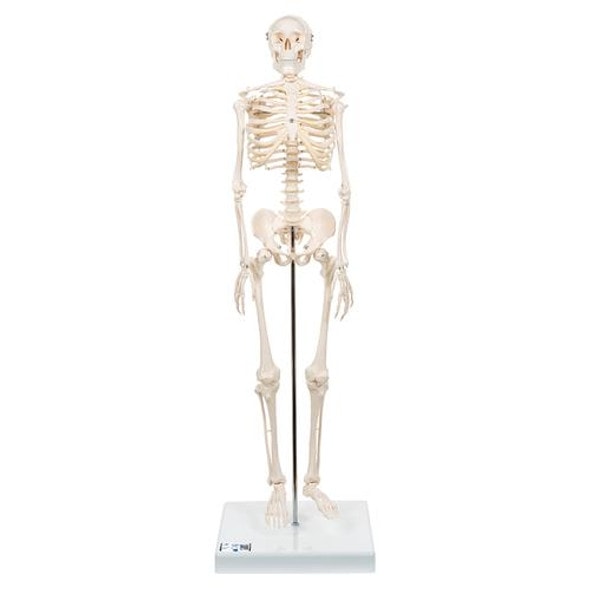 Mini Human Skeleton Anatomy Model Mini Human Skeleton Anatomy Model