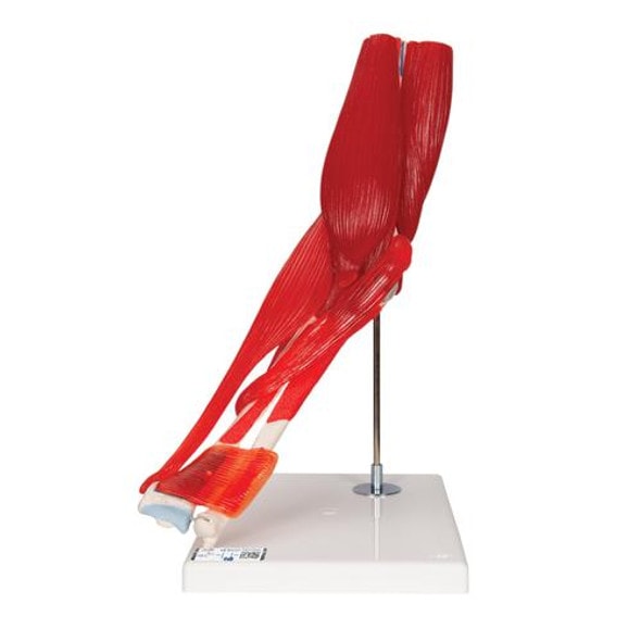 Elbow Joint Anatomy Model Elbow Joint Anatomy Model