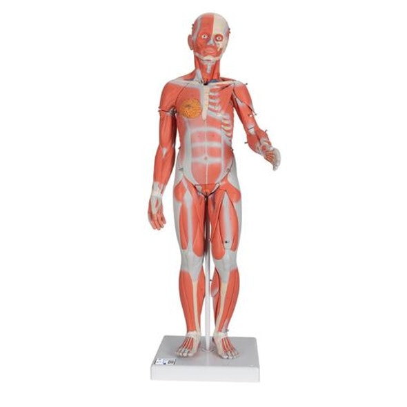Complete Dual Sex Muscle Figure Anatomy Model Complete Dual Sex Muscle Figure Anatomy Model