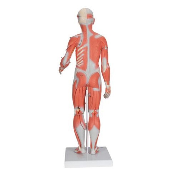 Complete Dual Sex Muscle Figure Anatomy Model - Back View Complete Dual Sex Muscle Figure Anatomy Model - Back View