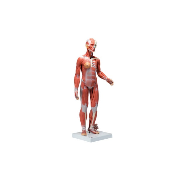Complete Dual Sex Muscle Figure Anatomy Model