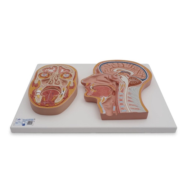 Median and Frontal Section Of The Human Head Anatomy Model