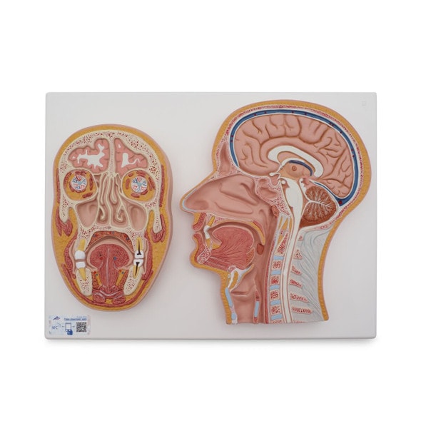 Median and Frontal Section Of The Human Head Anatomy Model