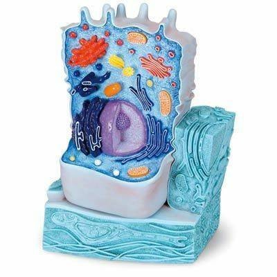 Animal Cell Structure Model